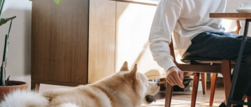 Liver supplements for dogs