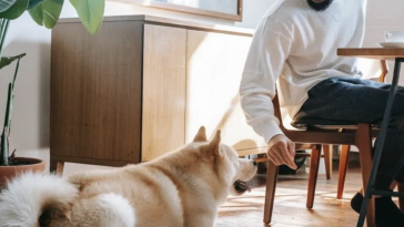 Liver supplements for dogs