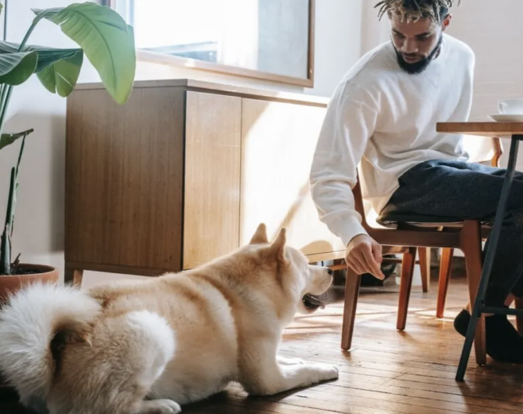 Liver supplements for dogs