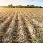 Contrasting Disasters Of Floods And Droughts