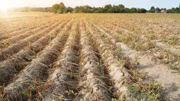 Contrasting Disasters Of Floods And Droughts