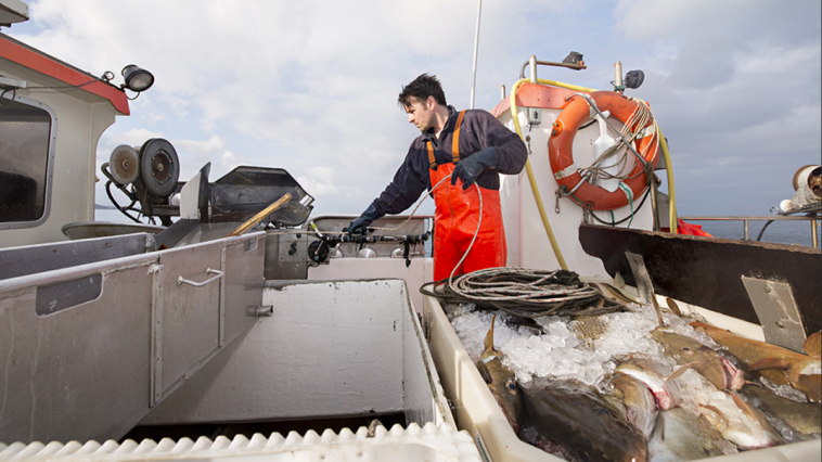 The Prospects of Elevating Seafood Processing Through the Use of Modern Equipment and Technologies