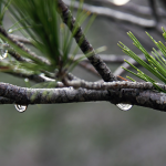 How to Create a Rain Garden in Your Singapore Home