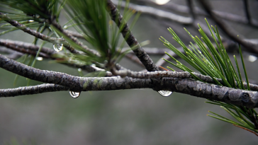 How to Create a Rain Garden in Your Singapore Home