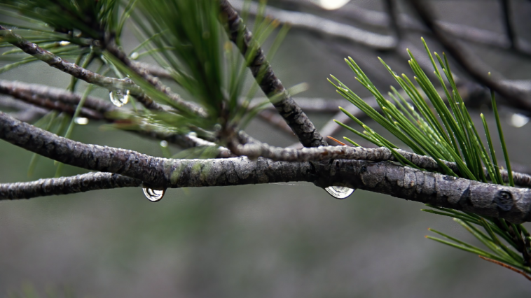 How to Create a Rain Garden in Your Singapore Home