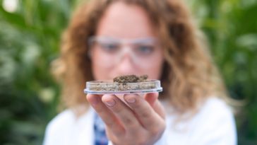 The Versatility of Hemp Extract A Natural Solution for Humans and Animals